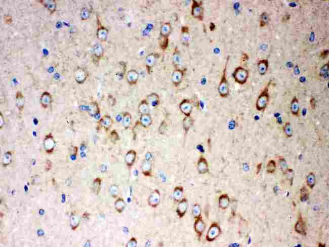 SOX2 Antibody - Anti-SOX2 antibody, IHC(P): Mouse Brain Tissue