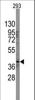SOX2 Antibody - Western blot of SOX2 Antibody in 293 cell line lysates (35 ug/lane). SOX2(arrow) was detected using the purified antibody.
