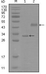 SOX2 Antibody - SOX2 Antibody in Western Blot (WB)
