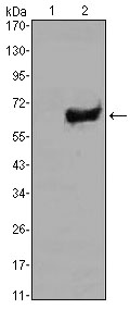 SOX2 Antibody - Western blot using SOX2 monoclonal antibody against HEK293 (1) and SOX2(AA: 2-317)-hIgGFc transfected HEK293 (2) cell lysate.
