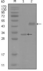 SOX2 Antibody - Western blot using SOX2 mouse monoclonal antibody against truncated Trx-SOX2 recombinant protein (1) and truncated MBP-SOX2(aa1-170) recombinant protein (2).