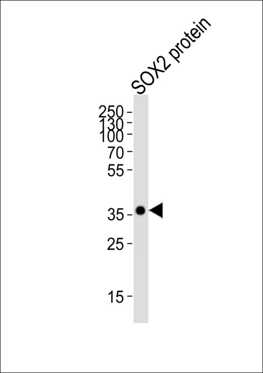 SOX2 Antibody - Western blot of lysate from SOX2 protein, using SOX2 Antibody. Antibody was diluted at 1:4000. A goat anti-mouse IgG H&L (HRP) at 1:3000 dilution was used as the secondary antibody. Lysate at 20ug.