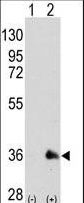 SOX2 Antibody - Western blot of SOX2 (arrow) using mouse monoclonal SOX2 antibody. 293 cell lysates (2 ug/lane) either nontransfected (Lane 1) or transiently transfected with the SOX2 gene (Lane 2) (Origene Technologies)