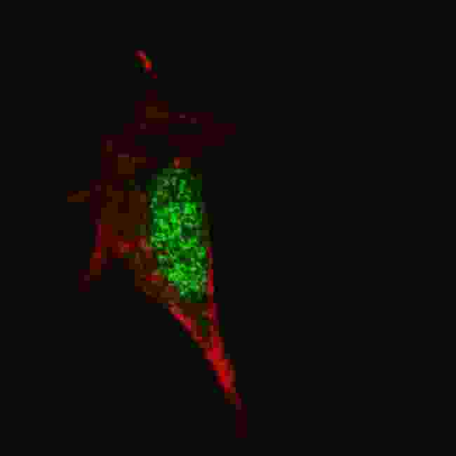 SOX2 Antibody - Fluorescent confocal image of SY5Y cells stained with SOX2 antibody. SY5Y cells were fixed with 4% PFA (20 min), permeabilized with Triton X-100 (0.2%, 30 min). Cells were then incubated SOX2 primary antibody (1:100, 2 h at room temperature). For secondary antibody, Alexa Fluor 488 conjugated donkey anti-mouse antibody (green) was used (1:1000, 1h). Note the highly specific localization of the SOX2 mainly to the nucleus.