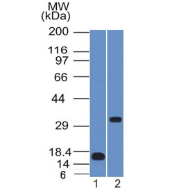 SOX2 Antibody - Western blot testing of 1) partial human protein and 2) NCCIT lysate with SOX-2 antibody (clone SOX2/1791). Predicted molecular weight ~34 kDa.