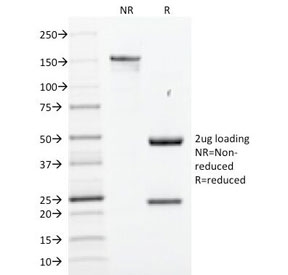 SOX2 Antibody - SDS-PAGE Analysis of Purified, BSA-Free SOX-2 Antibody (clone SOX2/1791). Confirmation of Integrity and Purity of the Antibody.