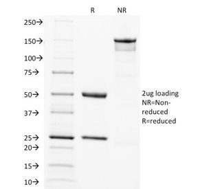 SOX2 Antibody - SDS-PAGE Analysis of Purified, BSA-Free SOX2 Antibody (clone SOX2/1792). Confirmation of Integrity and Purity of the Antibody.
