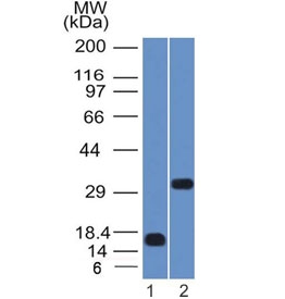 SOX2 Antibody - Western blot testing of 1) partial human protein and 2) human NCCIT lysate with SOX2 antibody (clone SOX2/1792). Predicted molecular weight ~34 kDa.