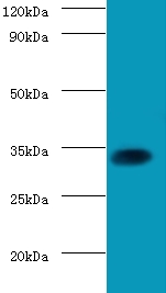 SOX2 Antibody - Western blot of Transcription factor SOX-2 antibody at 2 ug/ml with mouse kidney tissue Secondary Goat polyclonal to Rabbit IgG at 1:15000 dilution. Predicted band size: 34 KDa. Observed band size: 34 KDa.  This image was taken for the unconjugated form of this product. Other forms have not been tested.