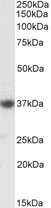 SOX2 Antibody - Antibody (0.3µg/ml) staining of Human Frontal Cortex lysate (35µg protein in RIPA buffer). Detected by chemiluminescence.