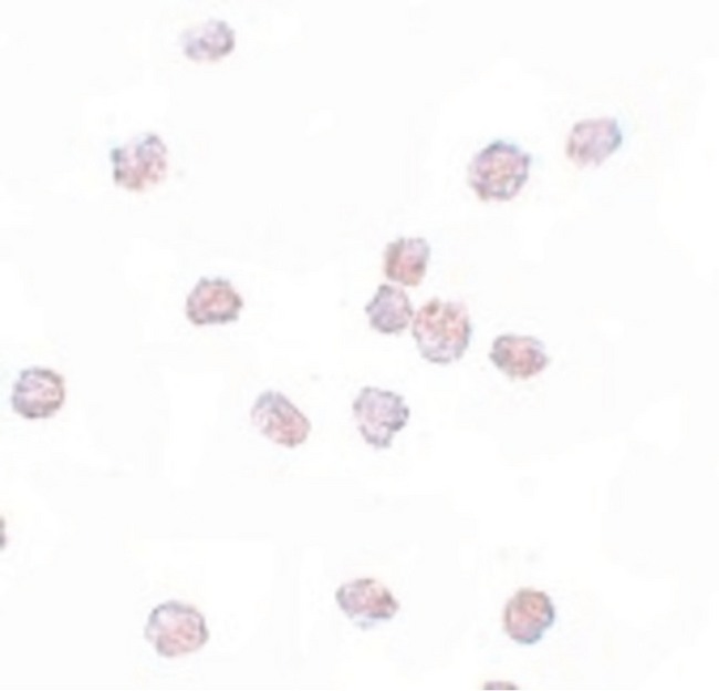 SOX2 Antibody - Immunocytochemistry of SOX2 in 3T3 cells with SOX2 antibody at 5 ug/ml.