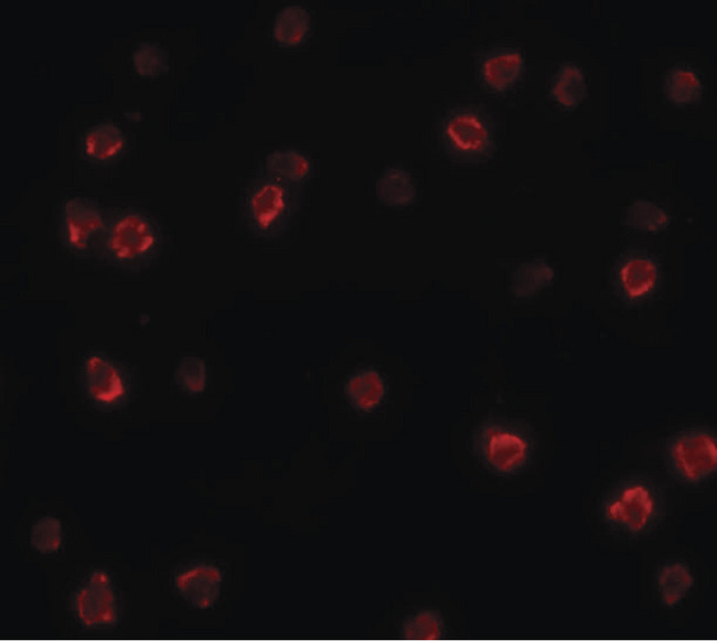 SOX2 Antibody - Immunofluorescence of SOX2 in 3T3 cells with SOX2 antibody at 20 ug/ml.