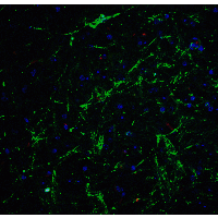 SOX2 Antibody - Immunofluorescence of SOX2 in mouse brain tissue with SOX2 Antibodyat 20 µg/mL.Green: SOX2 antibody  Red: Phylloidin staining Blue: DAPI staining