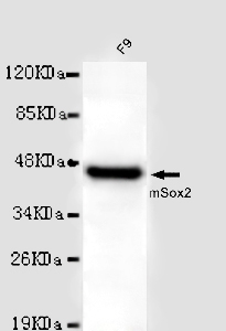 SOX2 Antibody - Sox2 antibody at 1/1000 dilution + Mouse F9 whole cell lysate 40 ug/Lane.