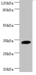 SOX2 Antibody - Western blot All lanes: Transcription factor SOX-2 antibody at 2µg/ml + Mouse kidney tissue Secondary Goat polyclonal to rabbit IgG at 1/15000 dilution Predicted band size: 34 kDa Observed band size: 34 kDa