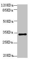 SOX2 Antibody - Western Blot All lanes: Transcription factor SOX-2 antibody at 6µg/ml + 293T whole cell lysate Secondary Goat polyclonal to rabbit IgG at 1/15000 dilution Predicted band size: 34 kDa Observed band size: 34 kDa