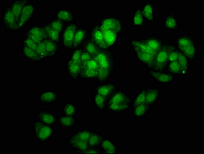 SOX2 Antibody