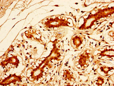 SOX2 Antibody