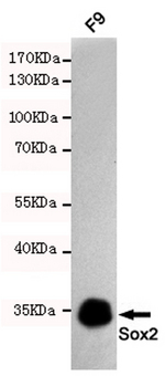 SOX2 Antibody - Western blot detection of Sox2 in F9 cell lysates using Sox2 mouse monoclonal antibody (1:1000 dilution). Predicted band size: 35KDa. Observed band size:35KDa.
