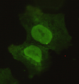 SOX2 Antibody - Immunocytochemistry of COS7 cells using anti-Sox2 mouse monoclonal antibody diluted 1:150.