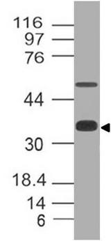 SOX2 Antibody - Fig-1: Western blot analysis of SOX2. Anti-SOX2 antibody was tested at 2 µg/ml on mouse Embryo brain lysate.