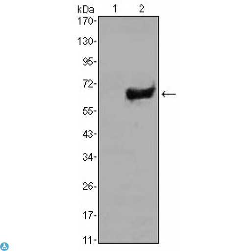 SOX2 Antibody - Western Blot (WB) analysis using SOX-2 Monoclonal Antibody against HEK293 (1) and SOX2-hIgGFc transfected HEK293 (2) cell lysate.