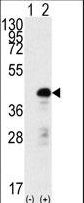 SOX2 Antibody - Western blot of SOX2 (arrow) using rabbit polyclonal SOX2 Antibody. 293 cell lysates (2 ug/lane) either nontransfected (Lane 1) or transiently transfected with the SOX2 gene (Lane 2) (Origene Technologies).