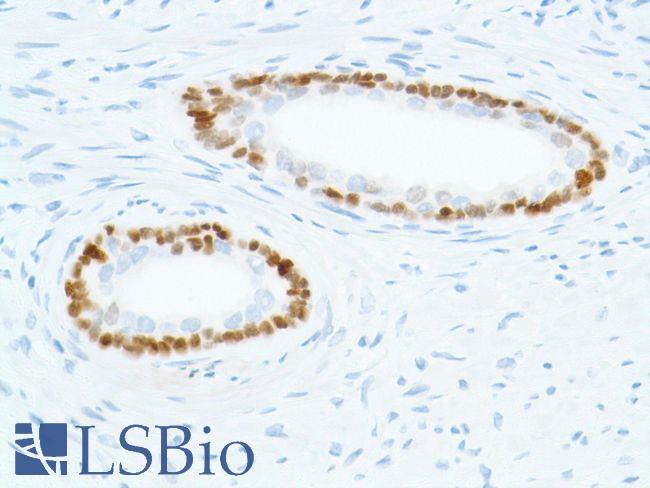 SOX2 Antibody - Immunohistochemistry of Human prostate stained with anti-sox-2 antibody