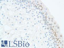 SOX2 Antibody - Immunohistochemistry of Human Bladder stained with anti-Sox-2 antibody