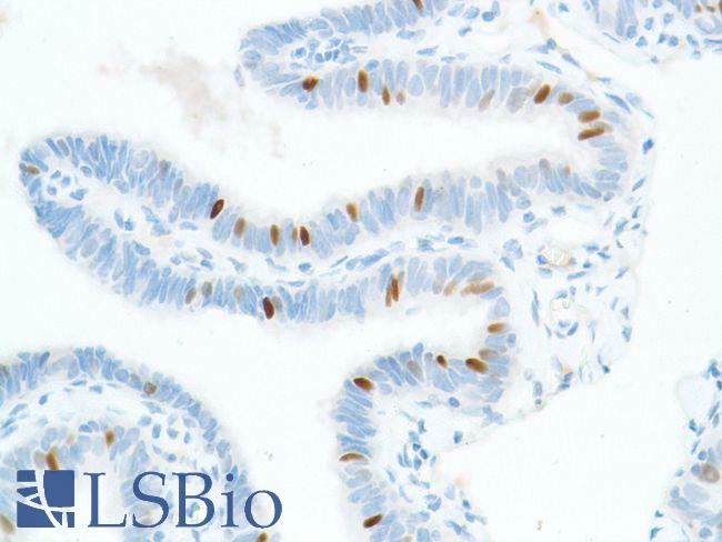 SOX2 Antibody - Immunohistochemistry of Human Fallopian Tube stained with anti-Sox-2 antibody