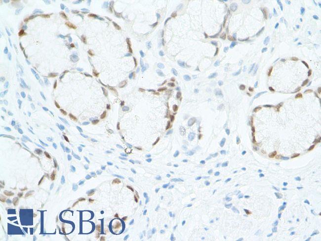 SOX2 Antibody - Immunohistochemistry of Human Stomach stained with anti-Sox-2 antibody