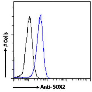 SOX2 Antibody - Flow cytometric analysis of paraformaldehyde fixed MCF7 cells (blue line), permeabilized with 0.5% Triton. Primary incubation 1hr (10ug/ml) followed by Alexa Fluor 488 secondary antibody (1ug/ml). IgG control: Unimmunized goat IgG (black line) followed by Alexa Fluor 488 secondary antibody.