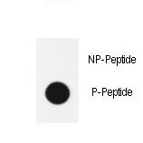 SOX2 Antibody - Dot blot of anti-phospho-Sox2-pS246 Phospho-specific antibody on nitrocellulose membrane. 50ng of Phospho-peptide or Non Phospho-peptide per dot were adsorbed. Antibody working concentrations are 0.6ug per ml.