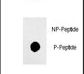 SOX2 Antibody - Dot blot of anti-phospho-Sox2-pS249 Phospho-specific antibody on nitrocellulose membrane. 50ng of Phospho-peptide or Non Phospho-peptide per dot were adsorbed. Antibody working concentrations are 0.5ug per ml.