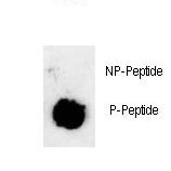 SOX2 Antibody - Dot blot of anti-phospho-Sox2-pS251 Phospho-specific antibody on nitrocellulose membrane. 50ng of Phospho-peptide or Non Phospho-peptide per dot were adsorbed. Antibody working concentrations are 0.6ug per ml.