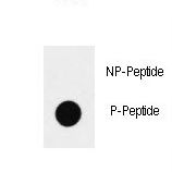 SOX2 Antibody - Dot blot of anti-Phospho-SOX2-S83 Antibody on nitrocellulose membrane. 50ng of Phospho-peptide or Non Phospho-peptide per dot were adsorbed. Antibody working concentrations are 0.5ug per ml.