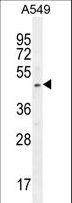 SOX3 Antibody - SOX3 Antibody (Center P204) western blot of A549 cell line lysates (35 ug/lane). The SOX3 antibody detected the SOX3 protein (arrow).