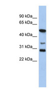 SOX3 Antibody - SOX3 antibody Western blot of PANC1 cell lysate. This image was taken for the unconjugated form of this product. Other forms have not been tested.