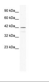 SOX3 Antibody - Raji Cell Lysate.  This image was taken for the unconjugated form of this product. Other forms have not been tested.