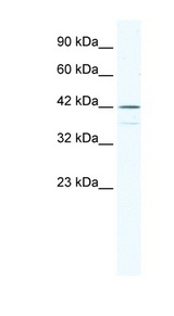 SOX3 Antibody - SOX3 antibody Western blot of Raji lysate. This image was taken for the unconjugated form of this product. Other forms have not been tested.