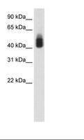 SOX3 Antibody - MCF7 Cell Lysate.  This image was taken for the unconjugated form of this product. Other forms have not been tested.