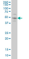 SOX3 Antibody - SOX3 monoclonal antibody (M04), clone 1F2 Western Blot analysis of SOX3 expression in A-431.