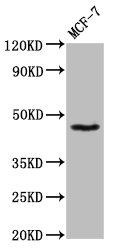 SOX3 Antibody - Positive Western Blot detected in MCF-7 whole cell lysate. All lanes: SOX3 antibody at 8.6 µg/ml Secondary Goat polyclonal to rabbit IgG at 1/50000 dilution. Predicted band size: 46 KDa. Observed band size: 46 KDa