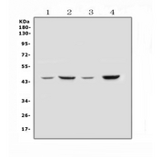 SOX3 Antibody - Western blot analysis of SOX3 using anti-SOX3 antibody. Electrophoresis was performed on a 5-20% SDS-PAGE gel at 70V (Stacking gel) / 90V (Resolving gel) for 2-3 hours. The sample well of each lane was loaded with 50ug of sample under reducing conditions. Lane 1: rat brain tissue lysates, Lane 2: rat heart tissue lysates, Lane 3: mouse brain tissue lysates, Lane 4: mouse heart tissue lysates. After Electrophoresis, proteins were transferred to a Nitrocellulose membrane at 150mA for 50-90 minutes. Blocked the membrane with 5% Non-fat Milk/ TBS for 1.5 hour at RT. The membrane was incubated with rabbit anti-SOX3 antigen affinity purified polyclonal antibody at 0.5 ?g/mL overnight at 4?C, then washed with TBS-0.1% Tween 3 times with 5 minutes each and probed with a goat anti-rabbit IgG-HRP secondary antibody at a dilution of 1:10000 for 1.5 hour at RT. The signal is developed using an Enhanced Chemiluminescent detection (ECL) kit with Tanon 5200 system. A specific band was detected for SOX3 at approximately 45KD. The expected band size for SOX3 is at 45KD.