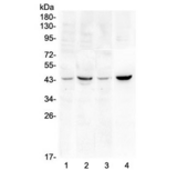SOX3 Antibody - Western blot testing of 1) rat brain, 2) rat heart, 3) mouse brain and 4) mouse heart lysate with SOX3 antibody at 0.5ug/ml. Predicted molecular weight ~45 kDa.