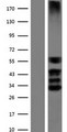 SOX3 Protein - Western validation with an anti-DDK antibody * L: Control HEK293 lysate R: Over-expression lysate