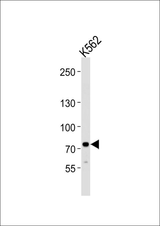 SOX30 Antibody - Western blot of lysate from K562 cell line, using SOX30 Antibody. Antibody was diluted at 1:1000 at each lane. A goat anti-rabbit IgG H&L (HRP) at 1:5000 dilution was used as the secondary antibody. Lysate at 35ug per lane.