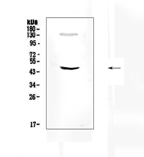 SOX4 Antibody - Western blot analysis of SOX4 using anti-SOX4 antibody. Electrophoresis was performed on a 5-20% SDS-PAGE gel at 70V (Stacking gel) / 90V (Resolving gel) for 2-3 hours. The sample well of each lane was loaded with 50ug of sample under reducing conditions. Lane 1: mouse brain tissue lysates. After Electrophoresis, proteins were transferred to a Nitrocellulose membrane at 150mA for 50-90 minutes. Blocked the membrane with 5% Non-fat Milk/ TBS for 1.5 hour at RT. The membrane was incubated with rabbit anti-SOX4 antigen affinity purified polyclonal antibody at 0.5 µg/mL overnight at 4°C, then washed with TBS-0.1% Tween 3 times with 5 minutes each and probed with a goat anti-rabbit IgG-HRP secondary antibody at a dilution of 1:10000 for 1.5 hour at RT. The signal is developed using an Enhanced Chemiluminescent detection (ECL) kit with Tanon 5200 system. A specific band was detected for SOX4 at approximately 47KD. The expected band size for SOX4 is at 47KD.