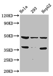 SOX4 Antibody - Western Blot Positive WB detected in: Hela whole cell lysate, 293 whole cell lysate, HepG2 whole cell lysate All lanes: SOX4 antibody at 1:2000 Secondary Goat polyclonal to rabbit IgG at 1/50000 dilution Predicted band size: 48 kDa Observed band size: 48 kDa