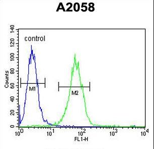 SOX4 Antibody - SOX4 Antibody flow cytometry of A2058 cells (right histogram) compared to a negative control cell (left histogram). FITC-conjugated goat-anti-rabbit secondary antibodies were used for the analysis.